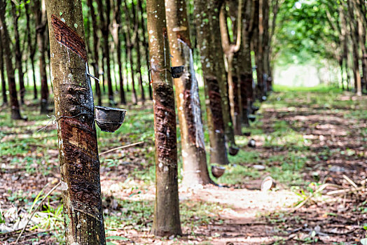 xổ số miền nam thứ 4