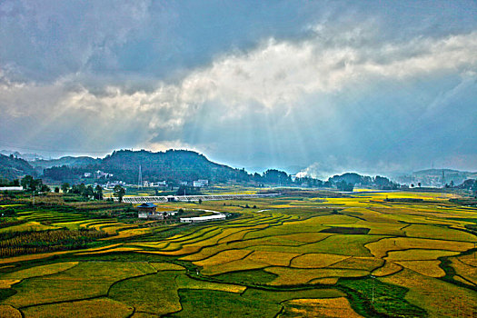 soi cau bach thu hom nay