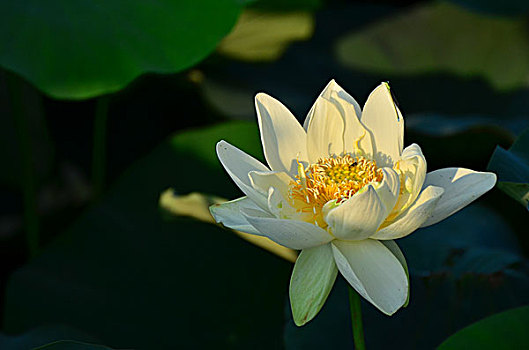 xổ số đồng tháp thứ hai hàng tuần