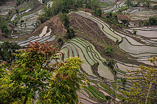 sổ ket qua