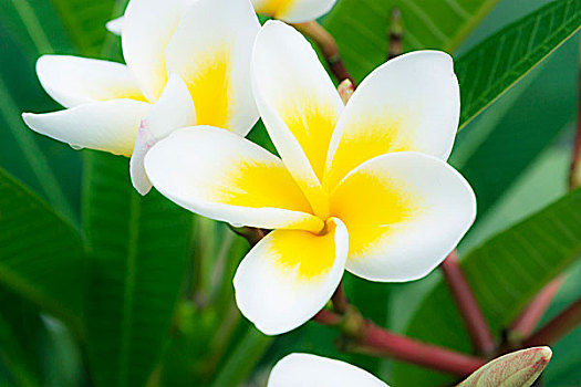 soi cau 2 nhay