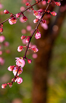 lô đẹp miền bắc