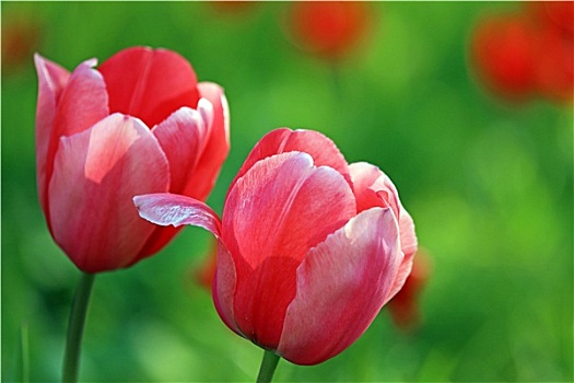 cầu số miền bắc