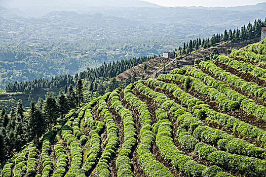thống kê bạch thủ