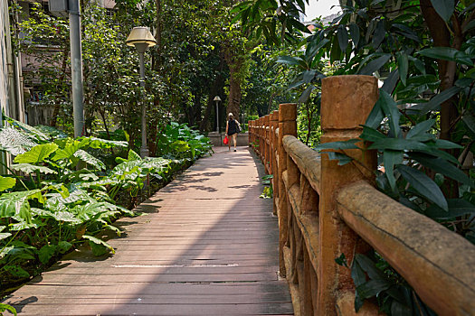 soi cầu bạch kim