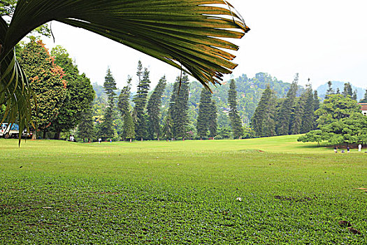 soi cau 3