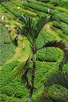tham khảo xổ số miền nam