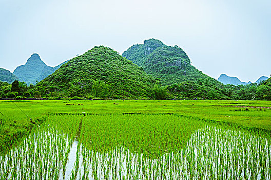 lô bạch thủ miền bắc ngày hôm nay