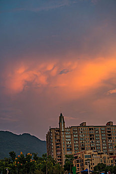 bạch thủ lô hôm nay