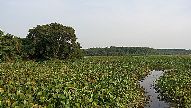 sỗ mien bac