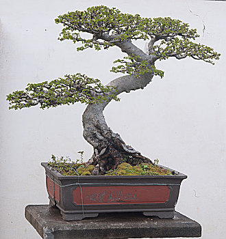 soi bạch thủ lô miền bắc
