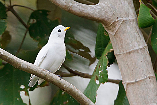 bạch thủ lô miễn phí