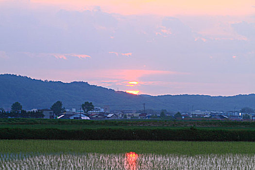 soi cau lo bach thu mien phi